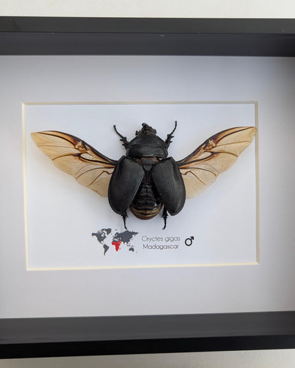 Giant african rhinoceros beetle - oryctus gigas - 10" x 8" shadowbox