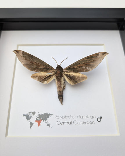 Framed polyptychus nigriplaga moth display: ethically sourced entomology gift