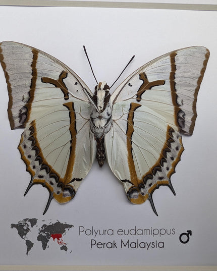 Framed Taxidermy Butterfly, Polyura eudamippus Entomology Wall Art