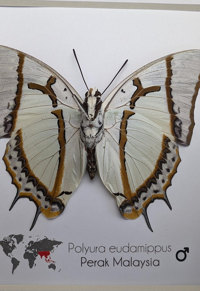 Framed Taxidermy Butterfly, Polyura eudamippus Entomology Wall Art
