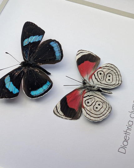 Framed eighty-eight butterfly display: peru, 6" x 6"