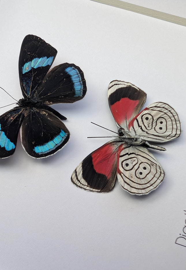 Framed eighty-eight butterfly display: peru, 6" x 6"