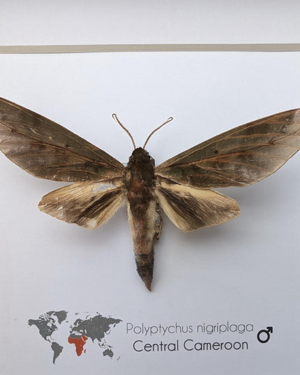 Framed polyptychus nigriplaga moth display: ethically sourced entomology gift