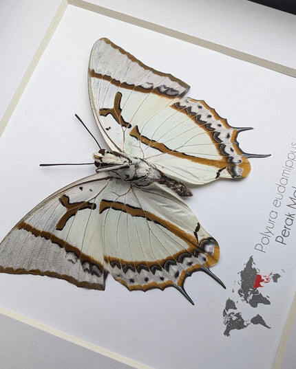 Framed Taxidermy Butterfly, Polyura eudamippus Entomology Wall Art