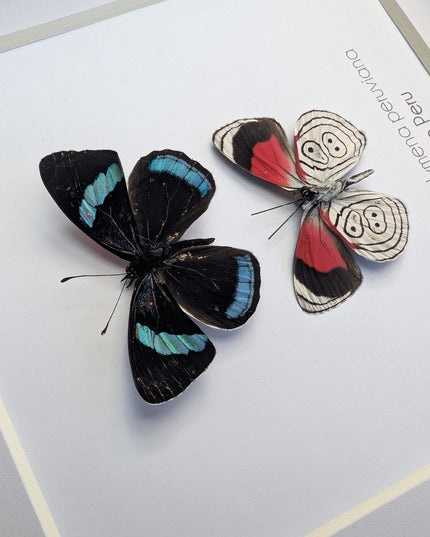 Framed eighty-eight butterfly display: peru, 6" x 6"