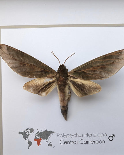 Framed polyptychus nigriplaga moth display: ethically sourced entomology gift