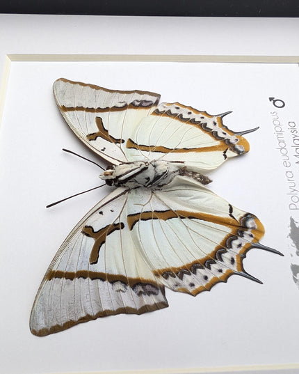 Framed Taxidermy Butterfly, Polyura eudamippus Entomology Wall Art