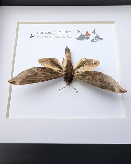 Framed polyptychus nigriplaga moth display: ethically sourced entomology gift
