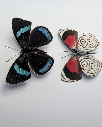 Framed eighty-eight butterfly display: peru, 6" x 6"