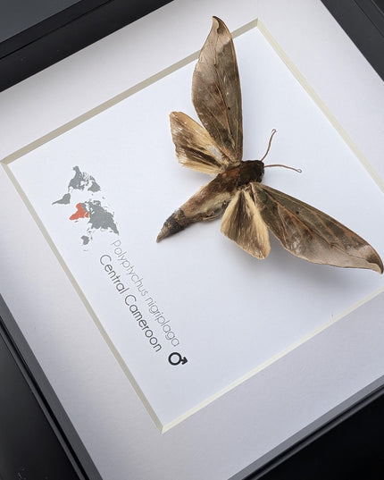 Framed polyptychus nigriplaga moth display: ethically sourced entomology gift