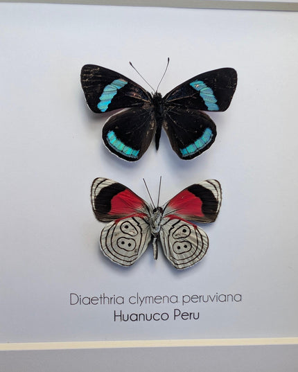 Framed eighty-eight butterfly display: peru, 6" x 6"