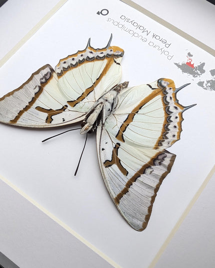 Framed Taxidermy Butterfly, Polyura eudamippus Entomology Wall Art