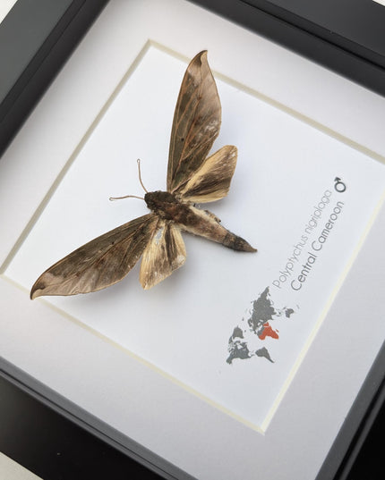 Framed polyptychus nigriplaga moth display: ethically sourced entomology gift