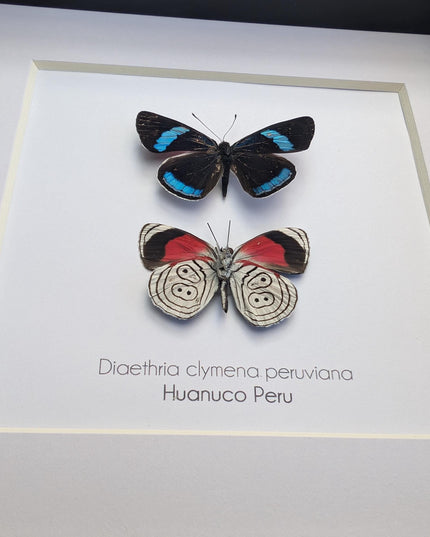 Framed eighty-eight butterfly display: peru, 6" x 6"