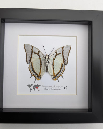 Framed Taxidermy Butterfly, Polyura eudamippus Entomology Wall Art