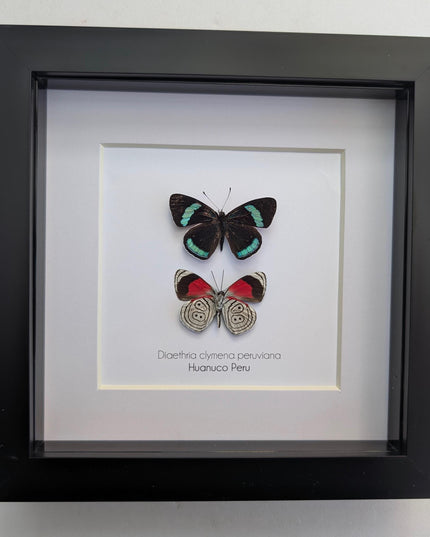 Framed eighty-eight butterfly display: peru, 6" x 6"