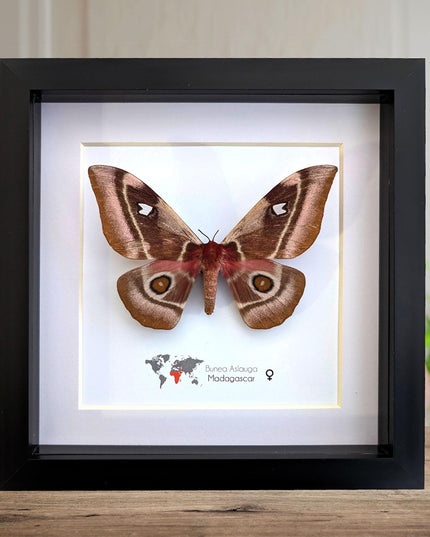 Framed Madagascar Emperor Moth, Bunaea aslauga, Entomology Wall Art (8x8)