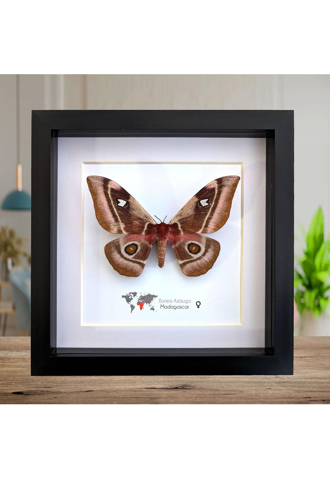 Framed Madagascar Emperor Moth, Bunaea aslauga, Entomology Wall Art (8x8)