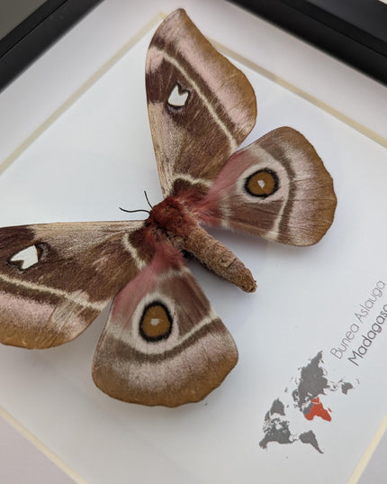 Framed Madagascar Emperor Moth, Bunaea aslauga, Entomology Wall Art (8x8)
