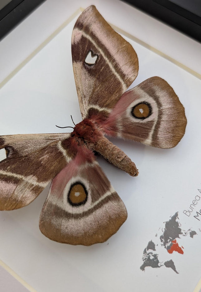 Framed Madagascar Emperor Moth, Bunaea aslauga, Entomology Wall Art (8x8)