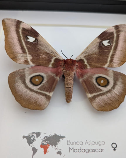 Framed Madagascar Emperor Moth, Bunaea aslauga, Entomology Wall Art (8x8)