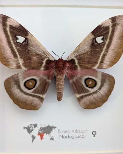 Framed Madagascar Emperor Moth, Bunaea aslauga, Entomology Wall Art (8x8)