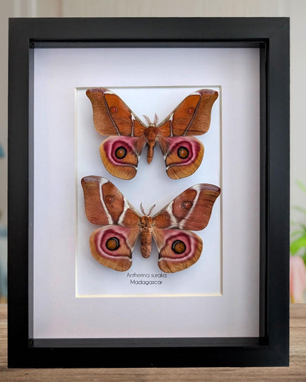 Framed madagascar bullseye moth pair: antherina suraka entomology wall art (8x10)