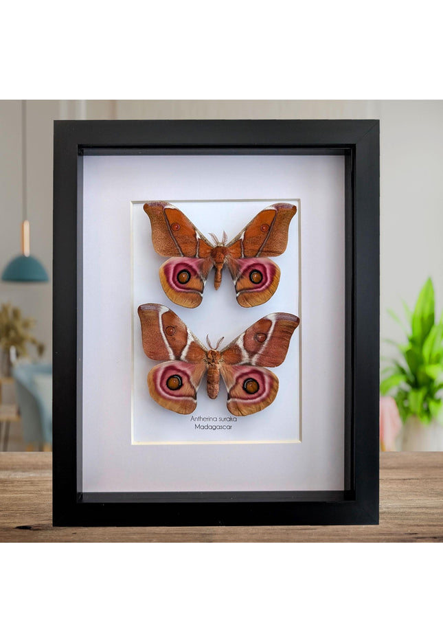 Framed madagascar bullseye moth pair: antherina suraka entomology wall art (8x10)