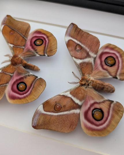 Framed madagascar bullseye moth pair: antherina suraka entomology wall art (8x10)