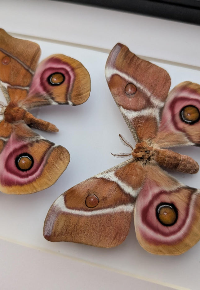 Framed madagascar bullseye moth pair: antherina suraka entomology wall art (8x10)