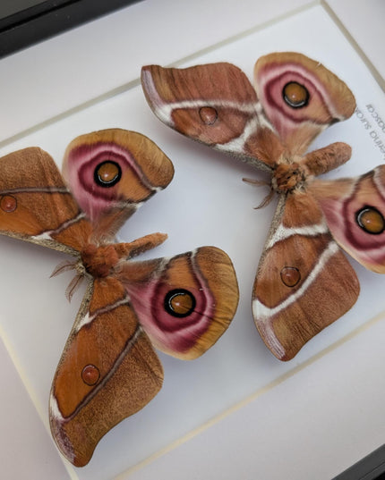 Framed madagascar bullseye moth pair: antherina suraka entomology wall art (8x10)