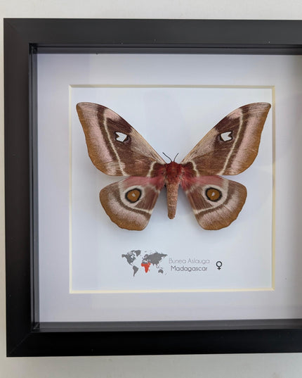 Framed Madagascar Emperor Moth, Bunaea aslauga, Entomology Wall Art (8x8)