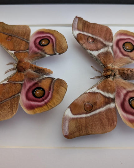 Framed madagascar bullseye moth pair: antherina suraka entomology wall art (8x10)