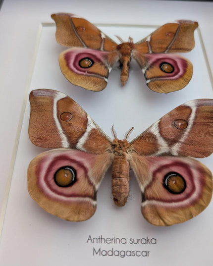 Framed madagascar bullseye moth pair: antherina suraka entomology wall art (8x10)