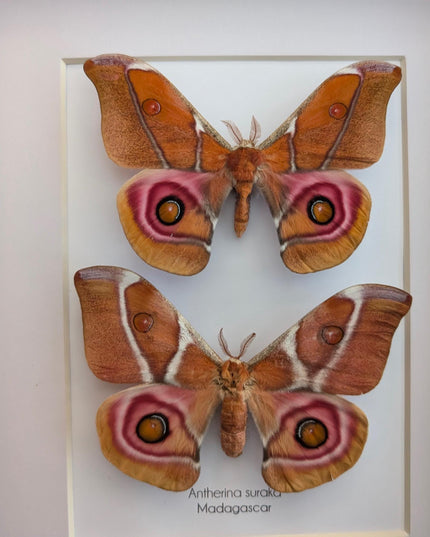 Framed madagascar bullseye moth pair: antherina suraka entomology wall art (8x10)