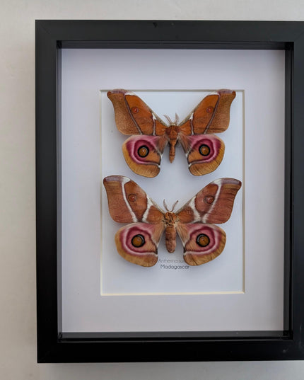 Framed madagascar bullseye moth pair: antherina suraka entomology wall art (8x10)