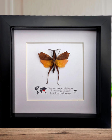 Framed sulawesi leaf grasshopper: ethically sourced entomology display