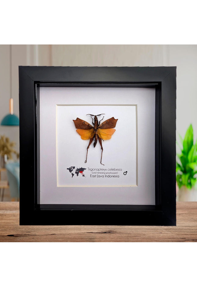 Framed sulawesi leaf grasshopper: ethically sourced entomology display