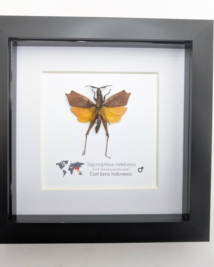 Framed sulawesi leaf grasshopper: ethically sourced entomology display
