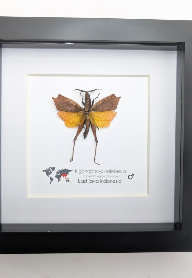 Framed sulawesi leaf grasshopper: ethically sourced entomology display