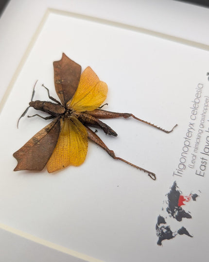 Framed sulawesi leaf grasshopper: ethically sourced entomology display
