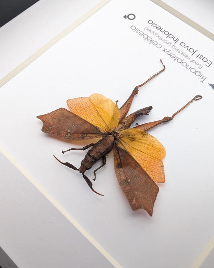 Framed sulawesi leaf grasshopper: ethically sourced entomology display