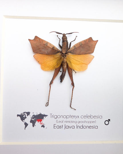 Framed sulawesi leaf grasshopper: ethically sourced entomology display