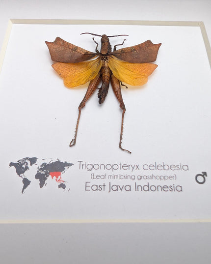 Framed sulawesi leaf grasshopper: ethically sourced entomology display