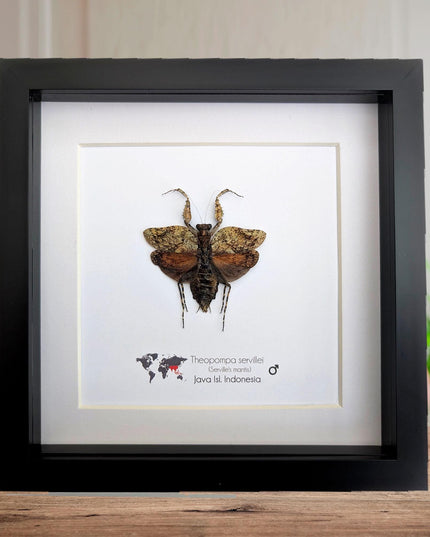 Framed serville's bark mantis: ethically sourced entomology wall decor (8"x8")