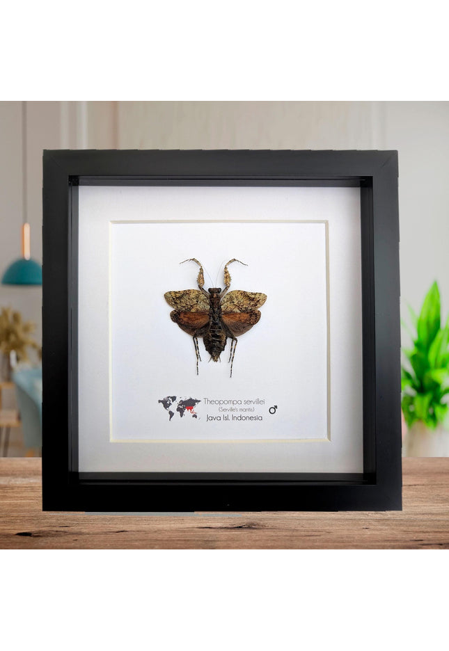 Framed serville's bark mantis: ethically sourced entomology wall decor (8"x8")