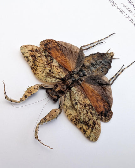 Framed serville's bark mantis: ethically sourced entomology wall decor (8"x8")