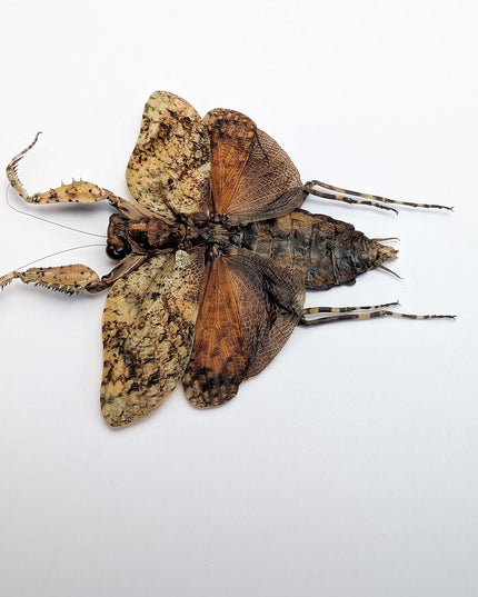 Framed serville's bark mantis: ethically sourced entomology wall decor (8"x8")