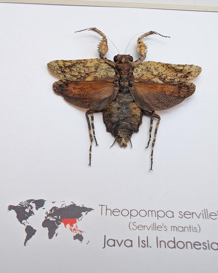 Framed serville's bark mantis: ethically sourced entomology wall decor (8"x8")