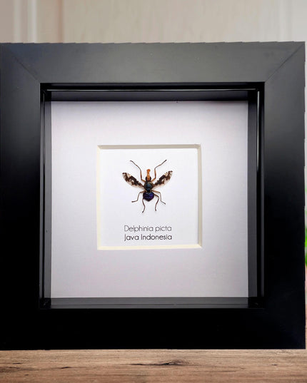 Framed Asian Picture-Winged Fly, Entomology Taxidermy, 4" x 4"